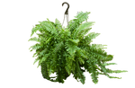 Load image into Gallery viewer, 10&quot; Boston Fern Hanging Basket
