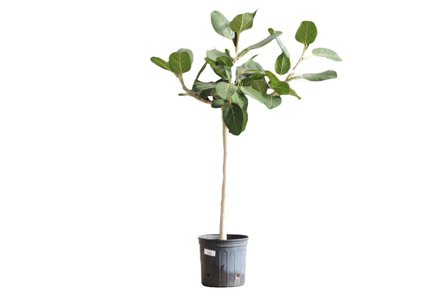 10" Ficus Audrey Standard
