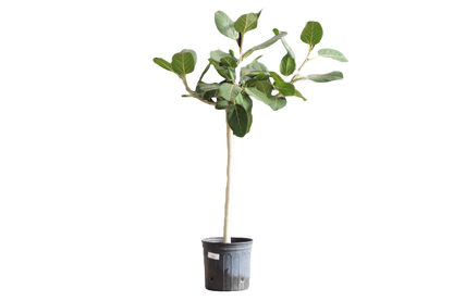 10" Ficus Audrey Standard