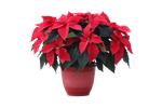 Load image into Gallery viewer, 12” Red Poinsettia
