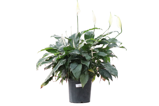 10” Spathiphyllum (Peace Lily)