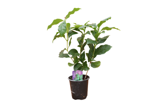 3.5" Coffee Plant (Arabica)