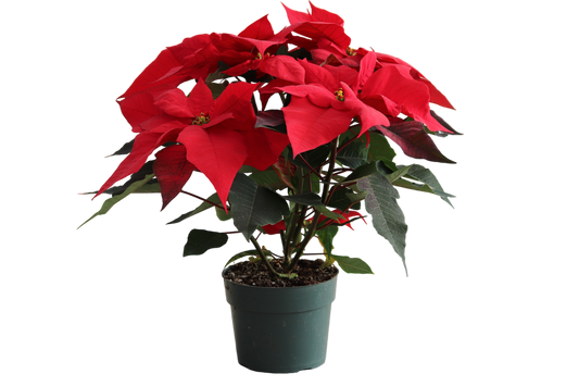 6” Red Poinsettia