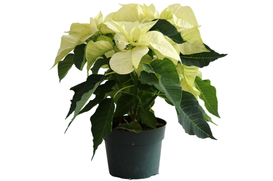 6” White Poinsettia