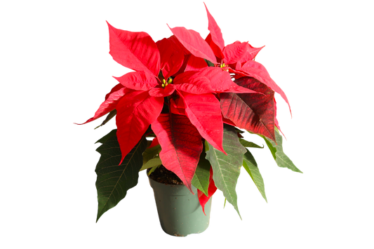 4.5” Poinsettia