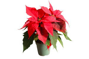 4.5” Poinsettia
