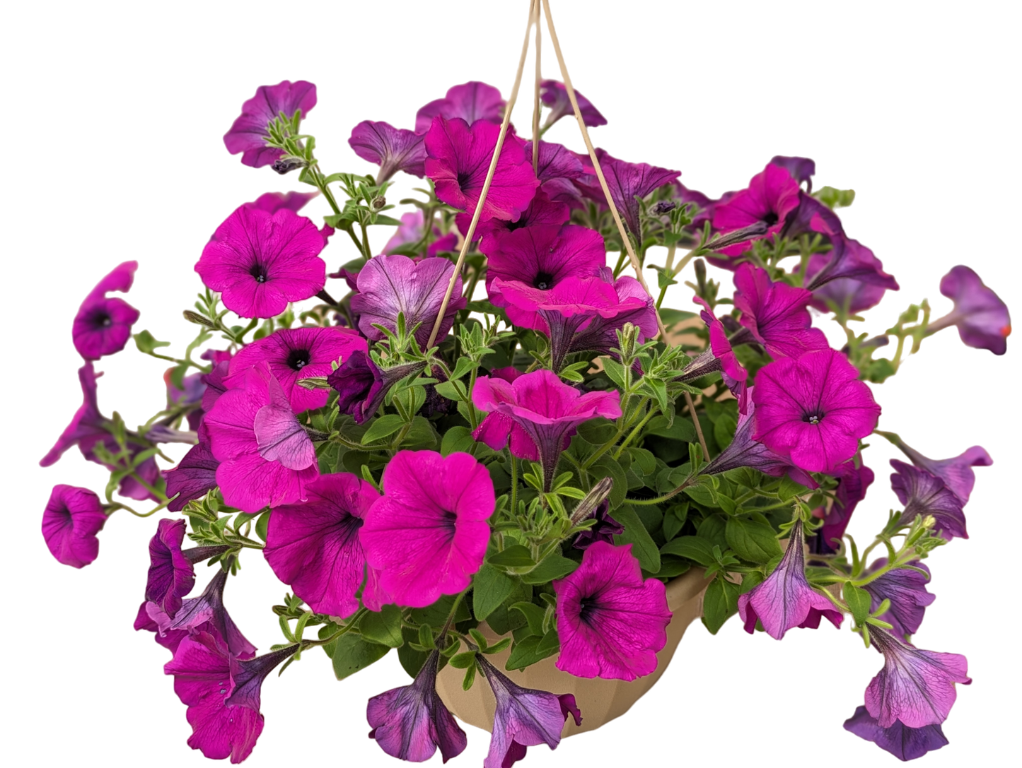 10" Hanging Baskets Solid Colour-POS