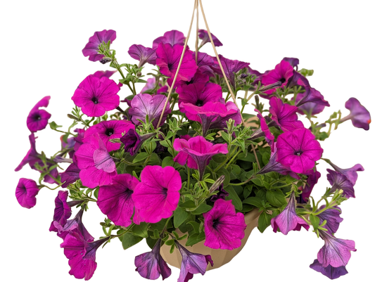 10" Hanging Baskets Solid Colour-POS