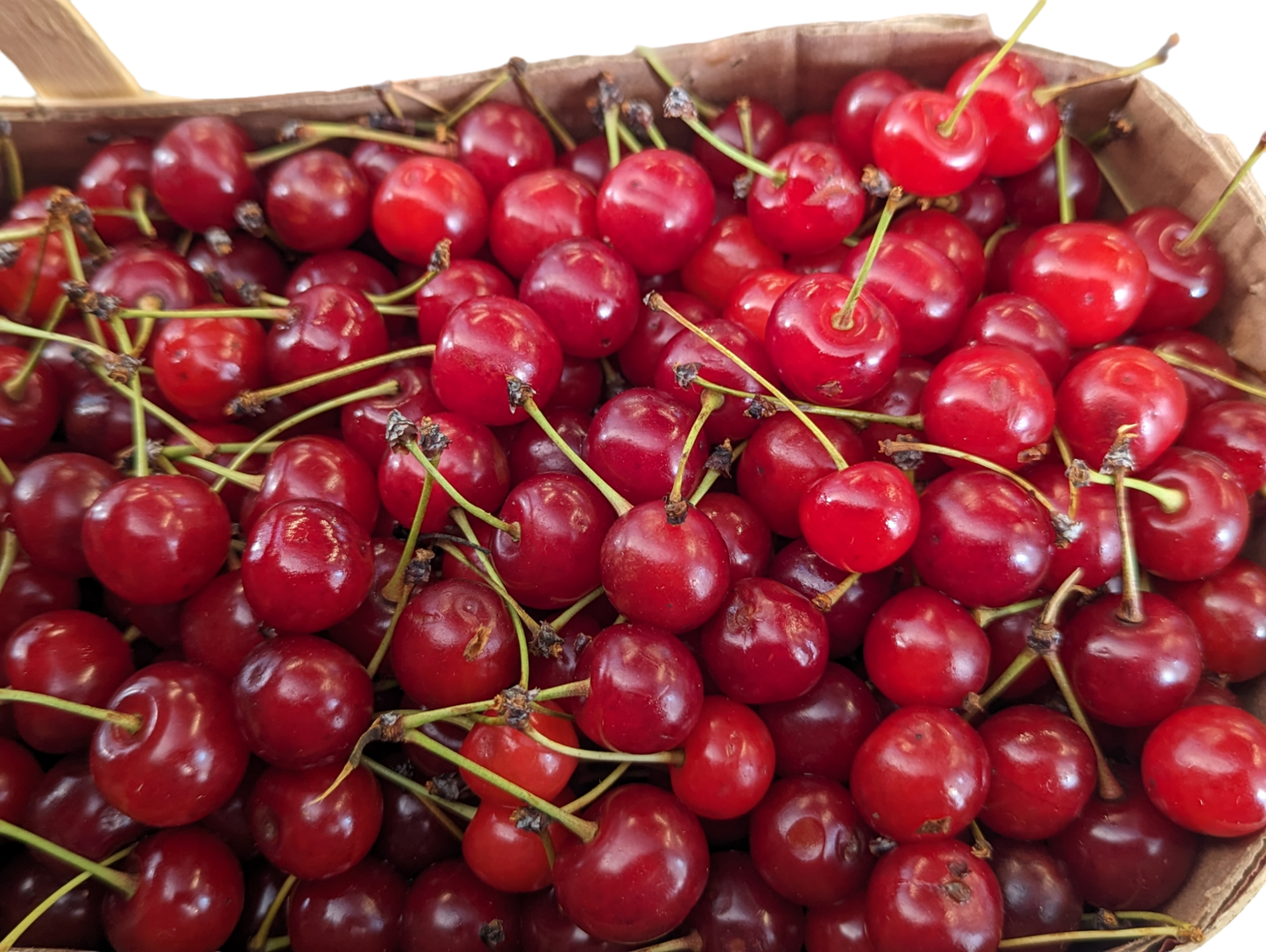 Local Sour Cherries