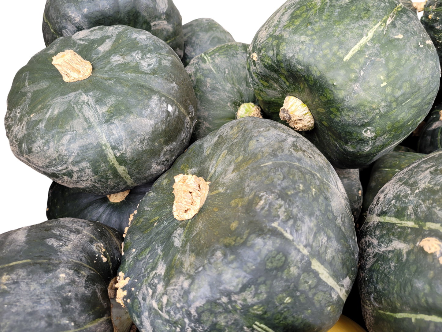 Buttercup Squash - Local