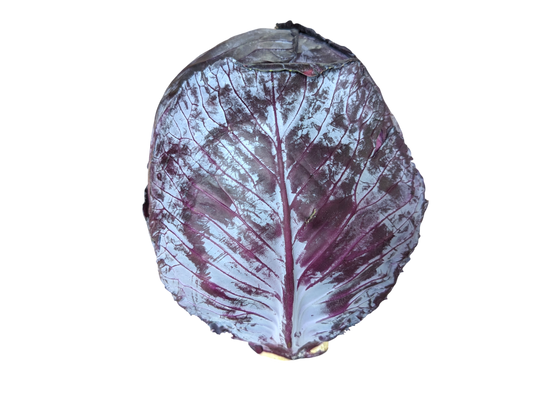 Red Cabbage - Local (Ontario)