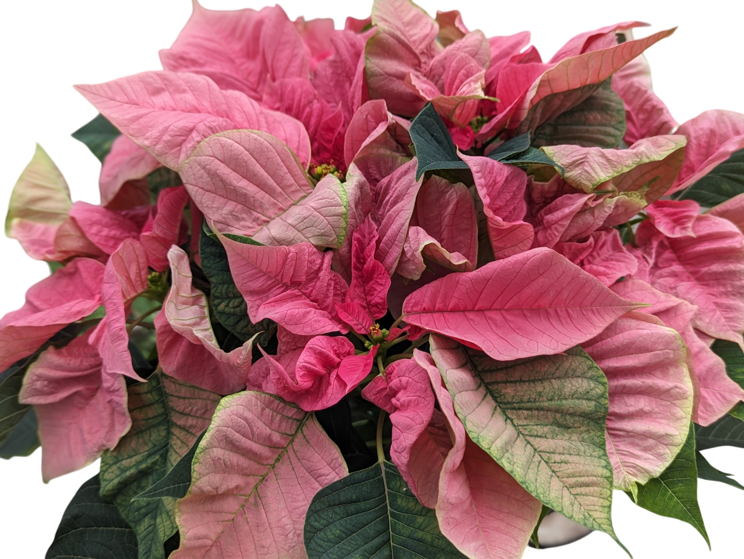 6” Pink Poinsettia