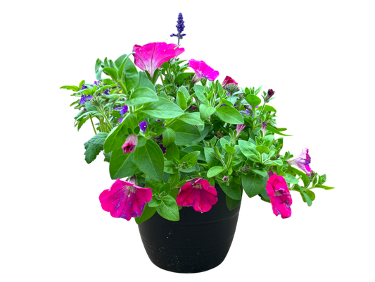 10" Planter