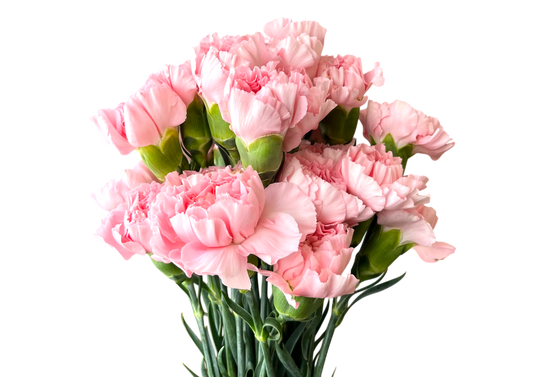 Carnations