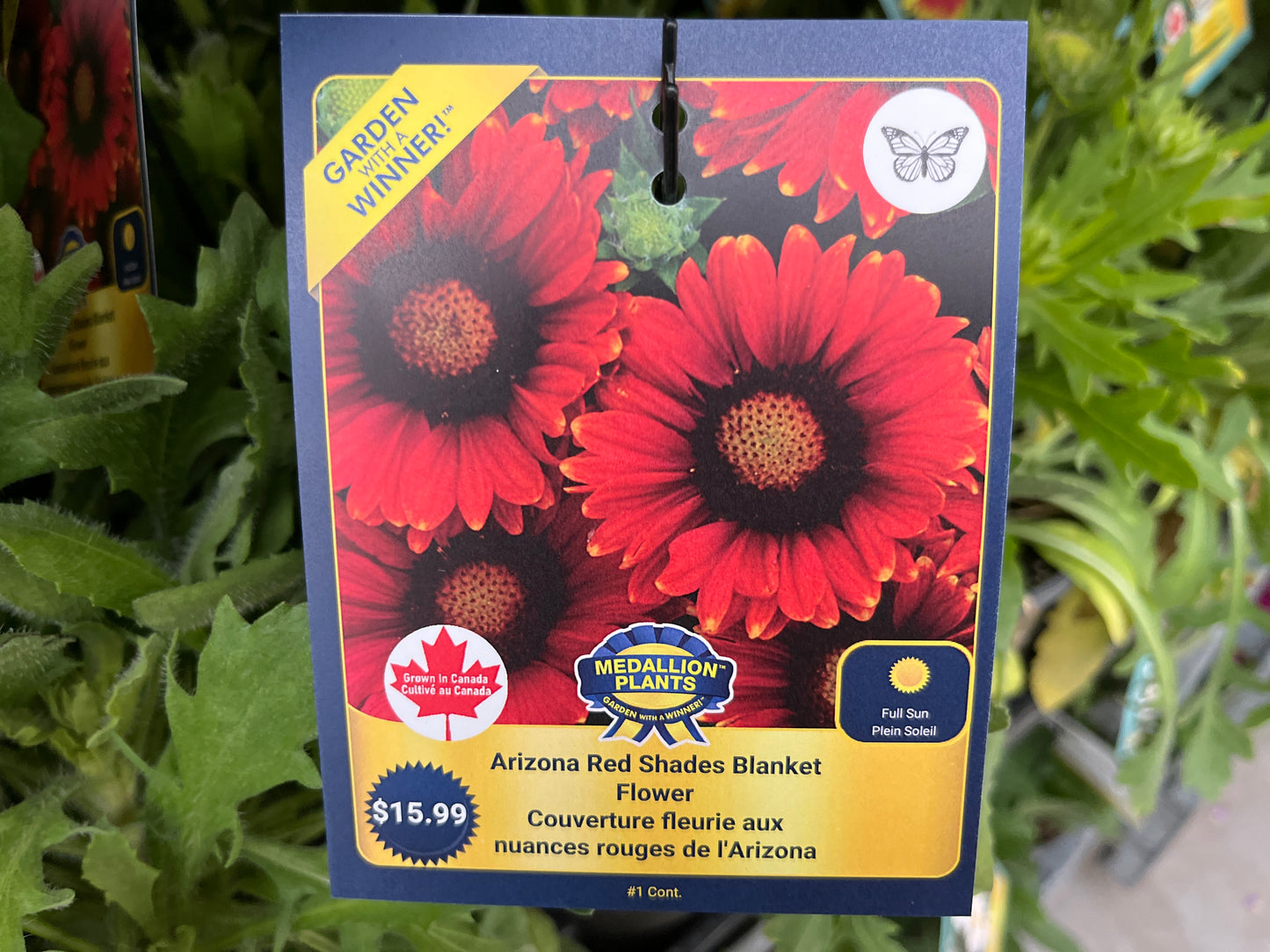 Arizona Red Shades Blanket Flower