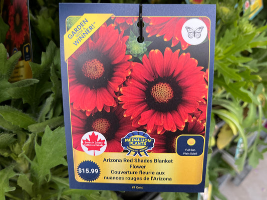 Arizona Red Shades Blanket Flower