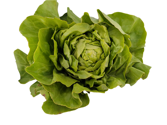 Boston Lettuce - Local
