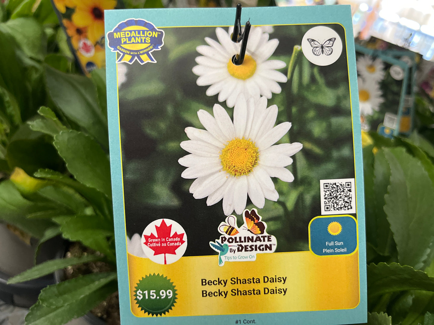 Becky Shasta Daisy - 1 Gallon