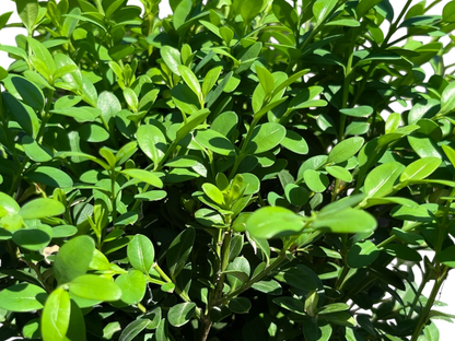 1 Gallon Boxwoods