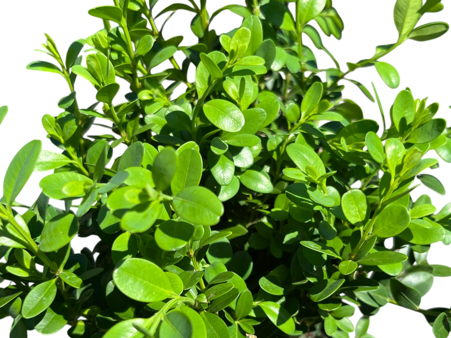 1 Gallon Boxwoods