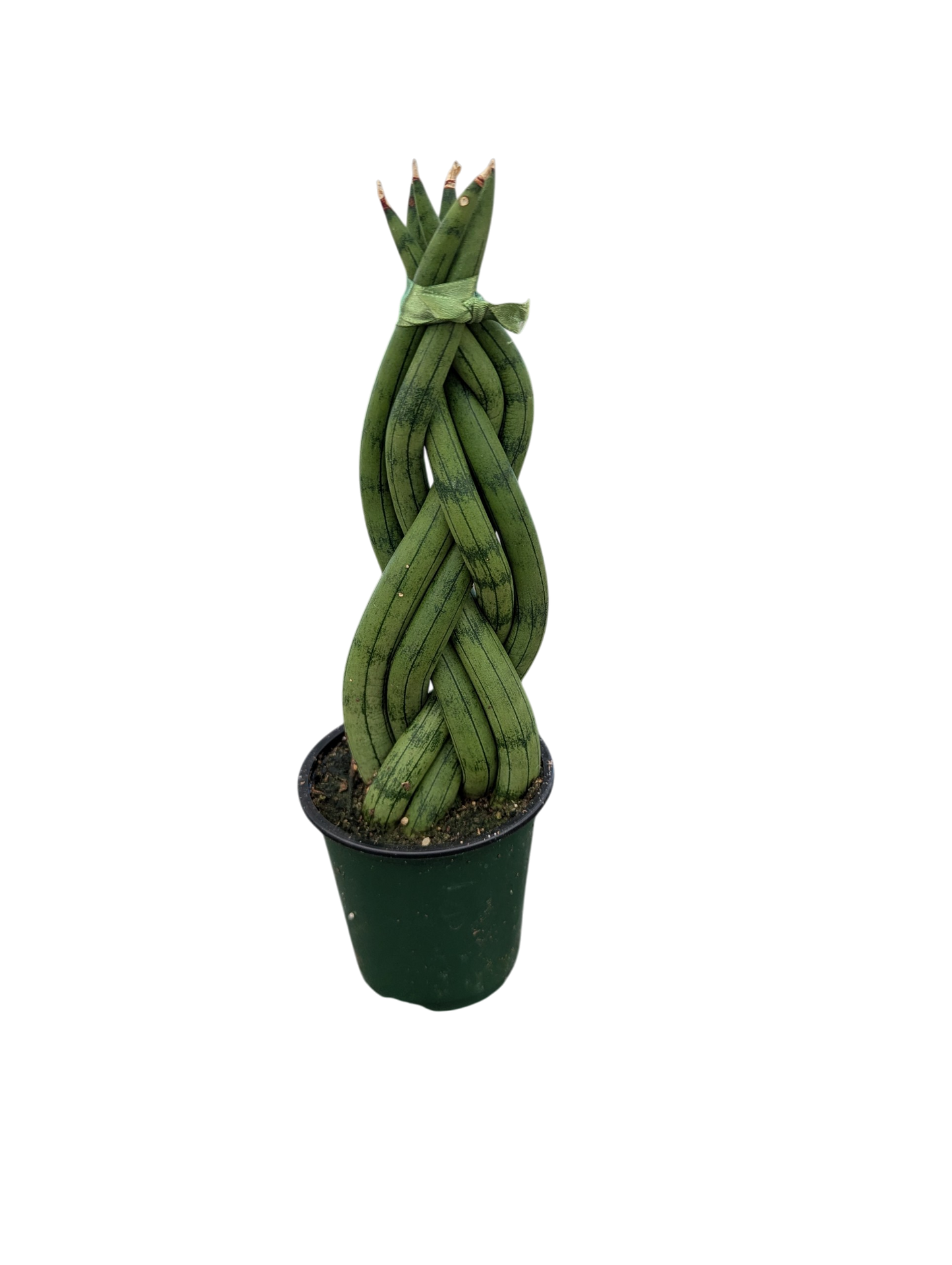 3.5" Braided Snake Plant