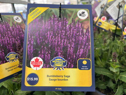 Bumbleberry Sage - 1 Gallon