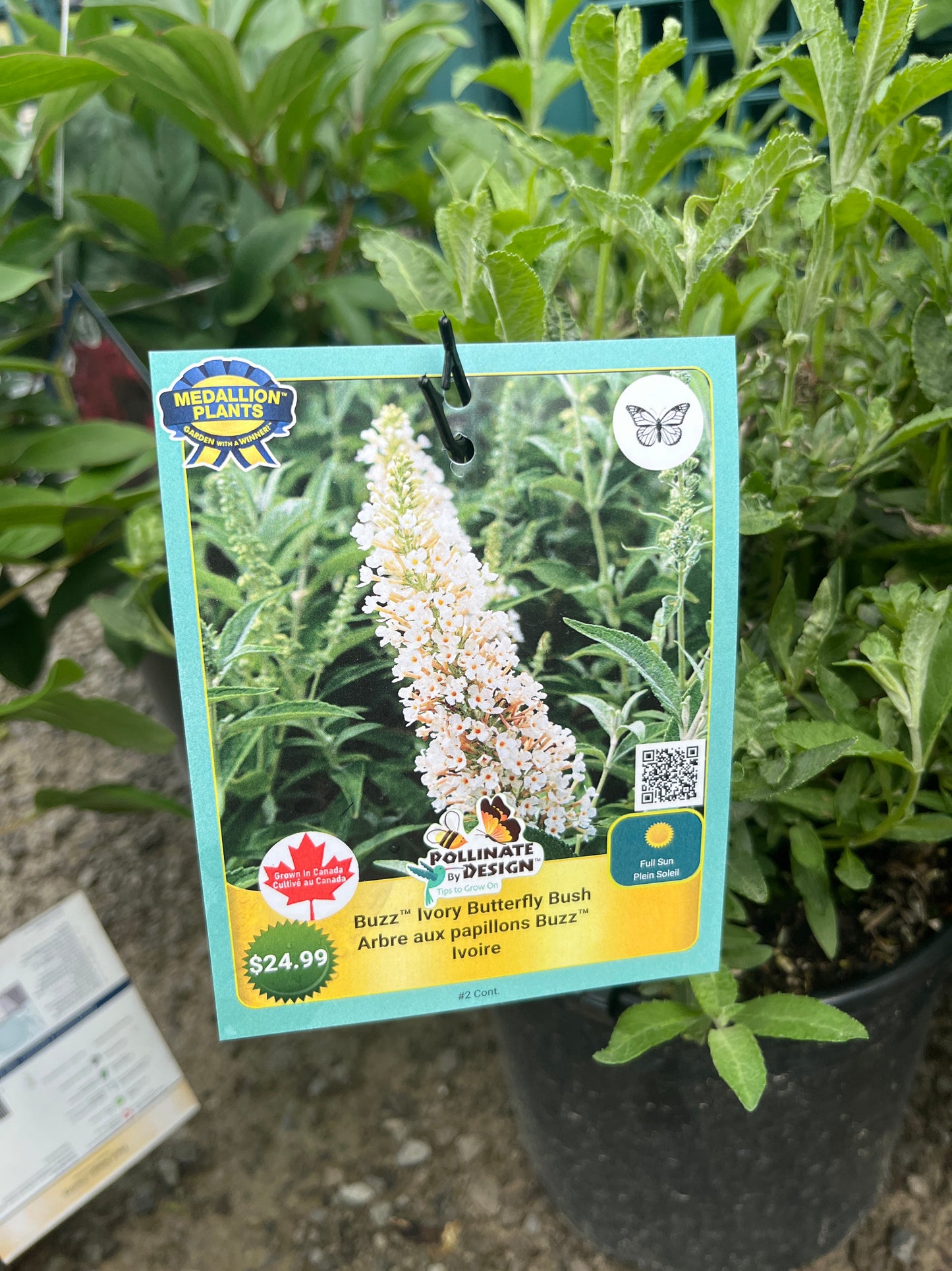 Buzz Ivory Butterfly Bush