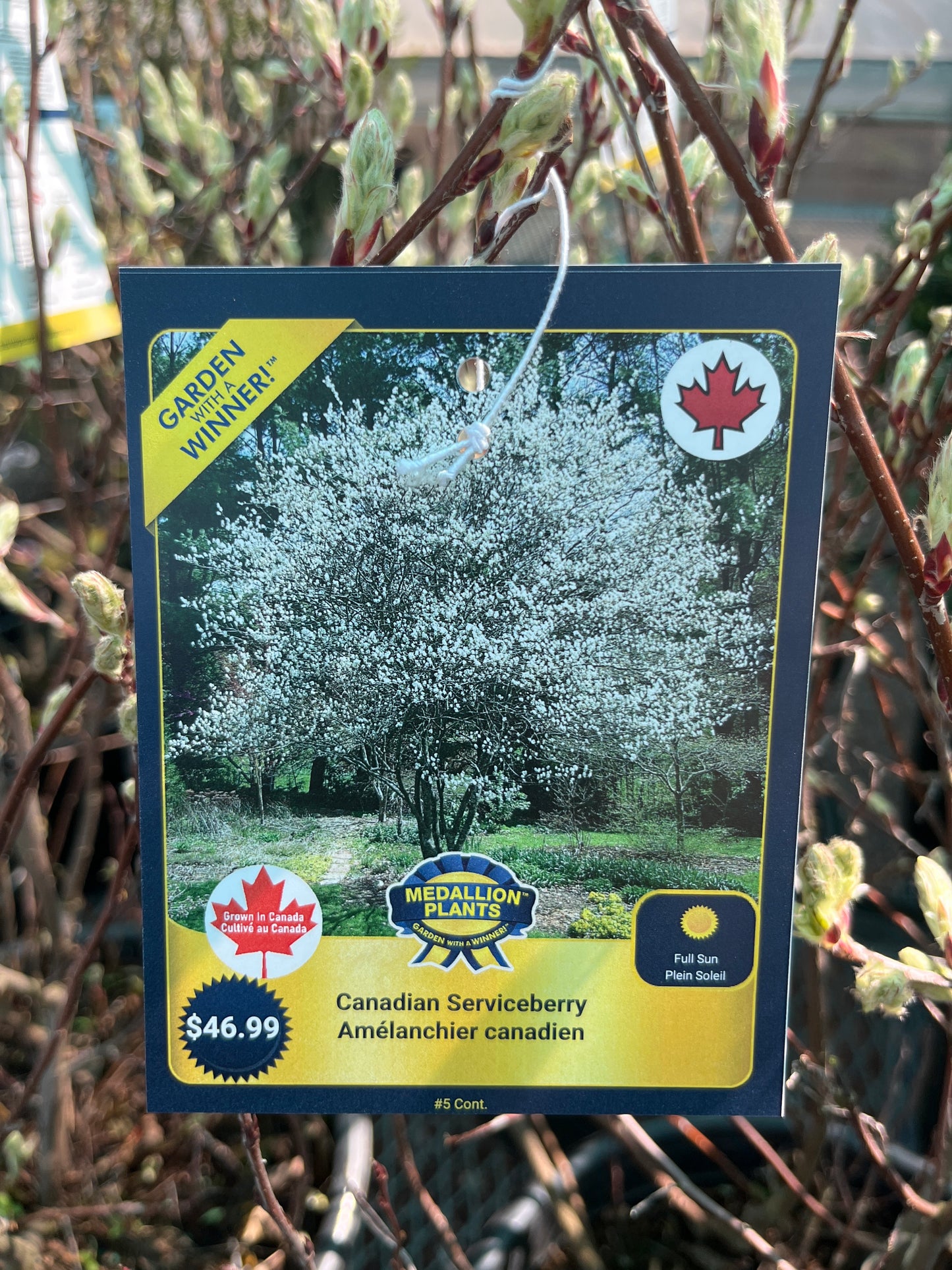 Canadian serviceberry