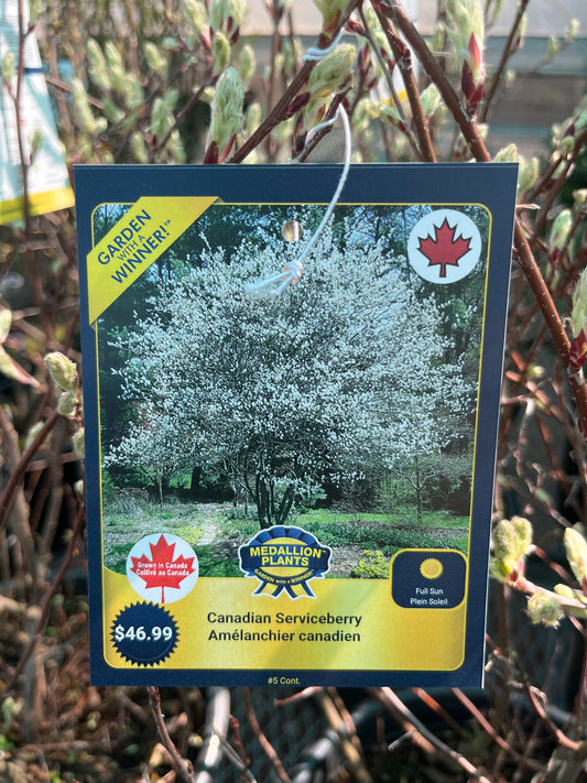 Canadian serviceberry