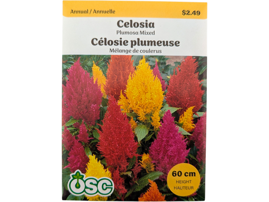 Celosia Plumosa Mixed