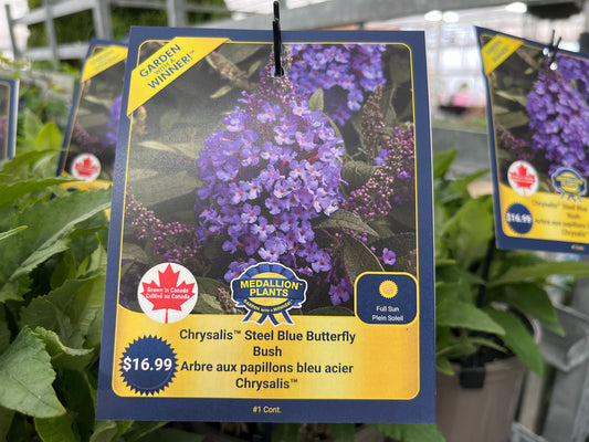 Chrysalis Steel Blue Butterfly Bush