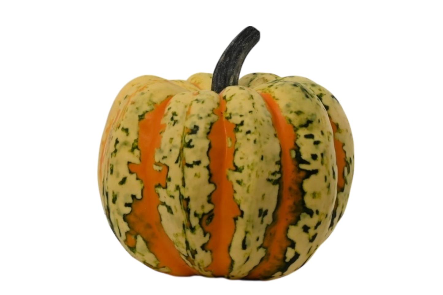 Local Confetti Squash