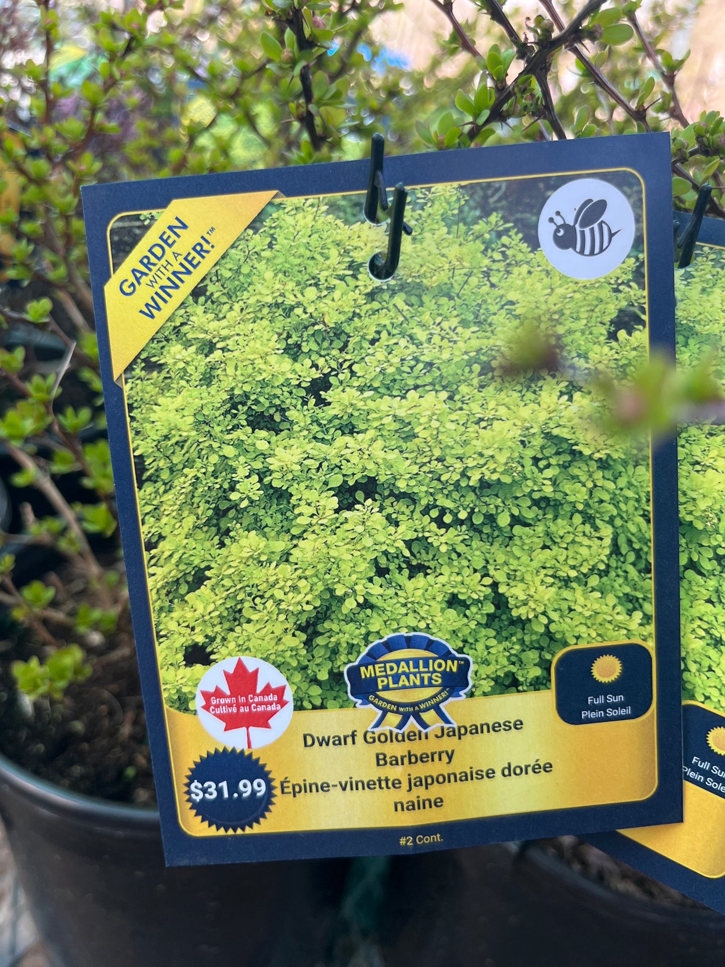 Dwarf golden Japanese barberry