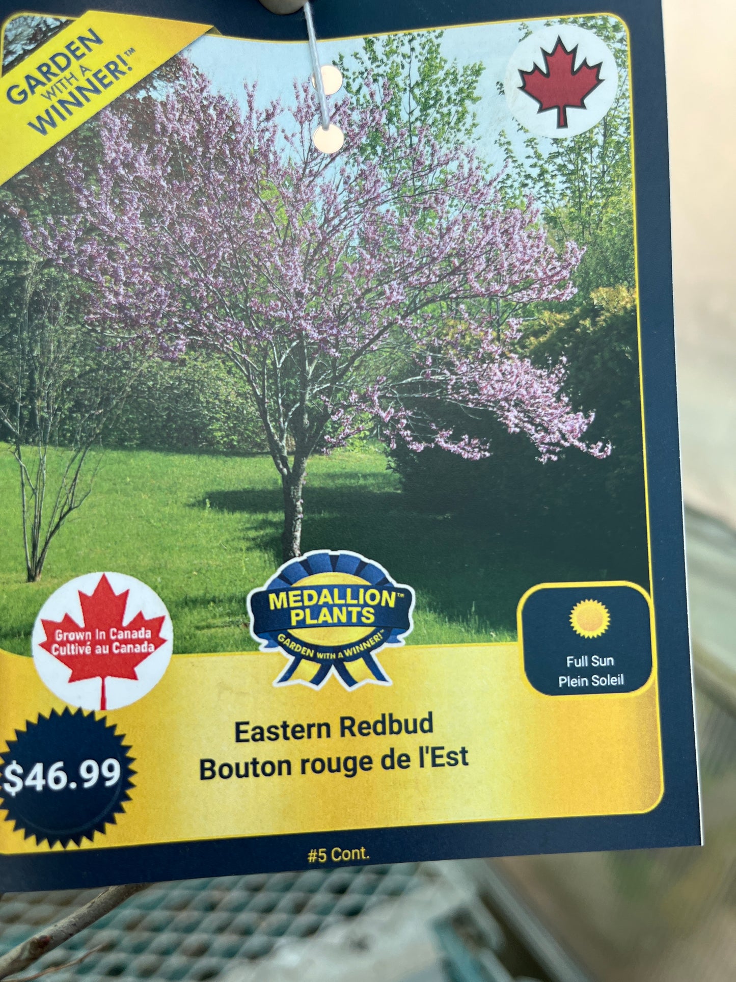 Eastern redbud