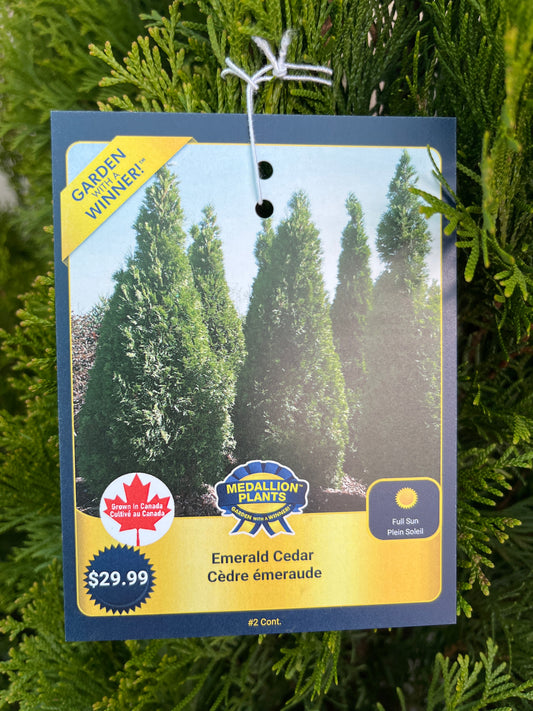 Emerald cedar