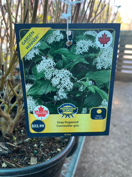 Gray dogwood