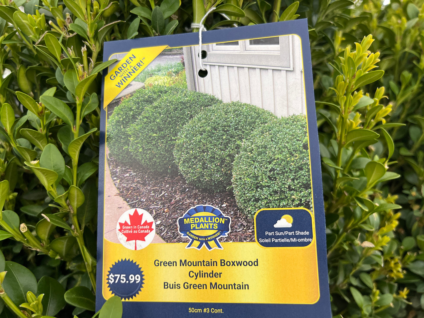 Green mountain boxwood cylinder 3 gallon