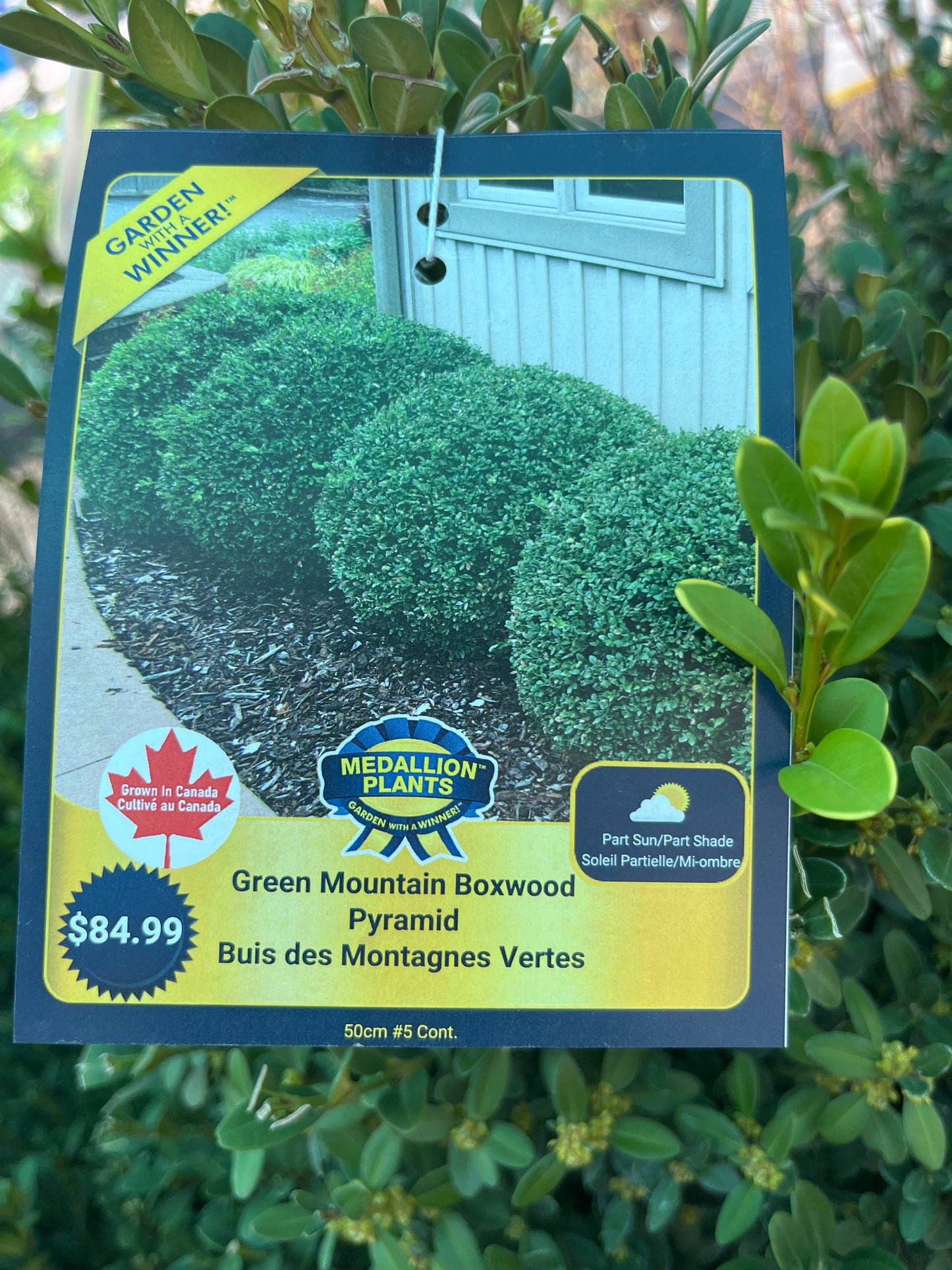 Green mountain boxwood pyramid  2 gallon