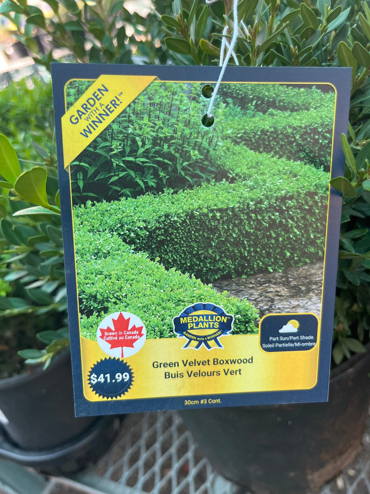 Green velvet boxwood 2 gallon