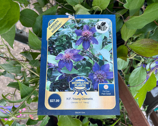 H.F. Young Clematis