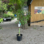 Load image into Gallery viewer, Yellow newton pippin apple tree
