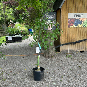 Yellow newton pippin apple tree