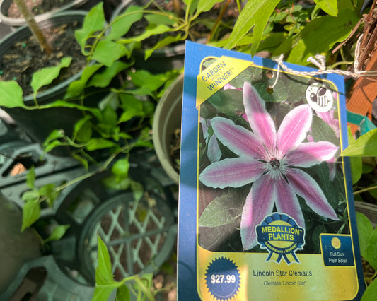 Lincoln Star Clematis