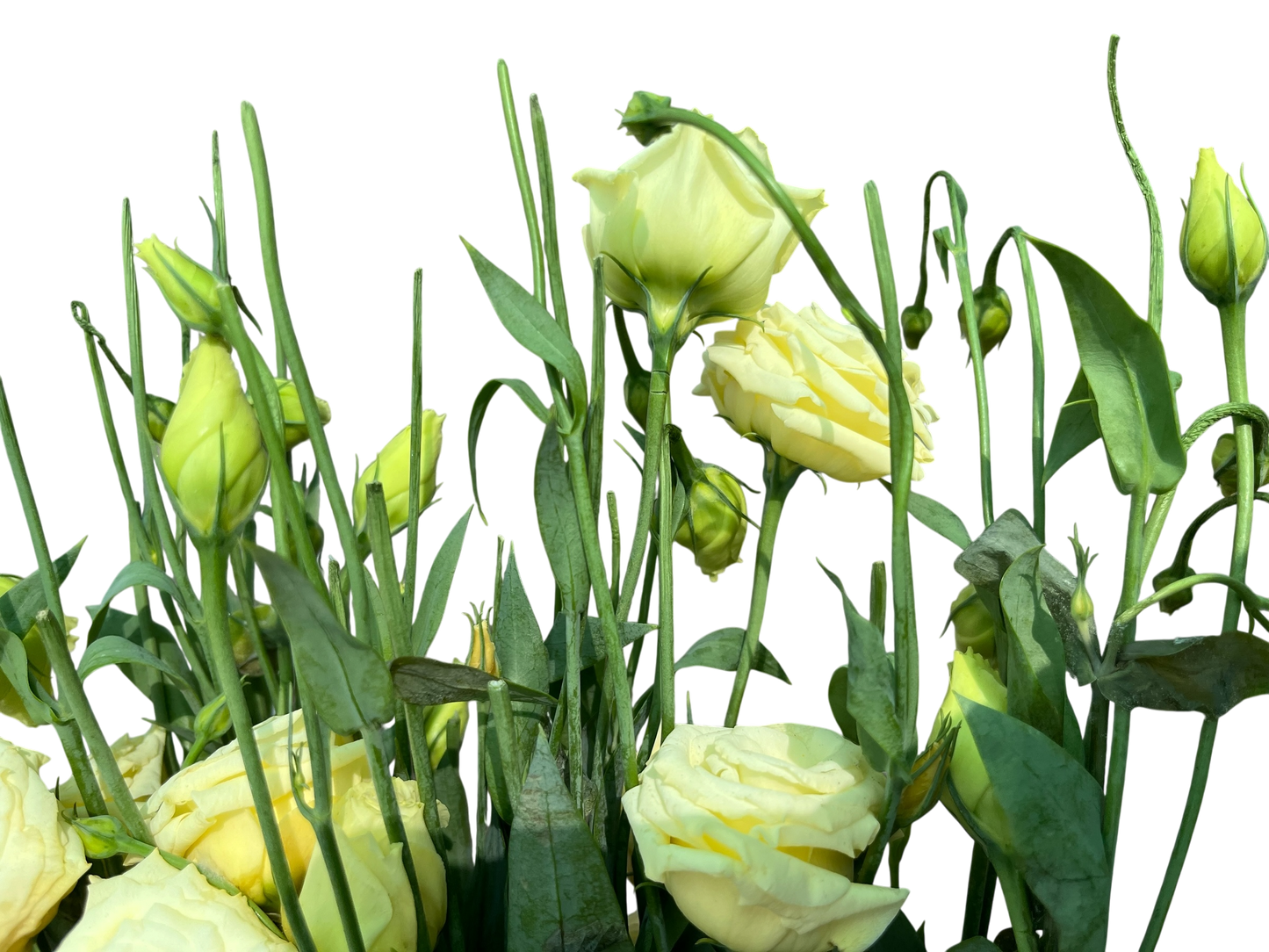 Lisianthus