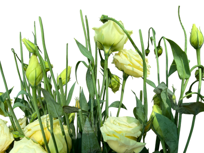 Lisianthus