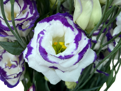Lisianthus