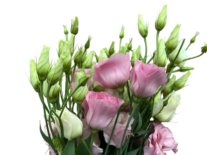 Lisianthus