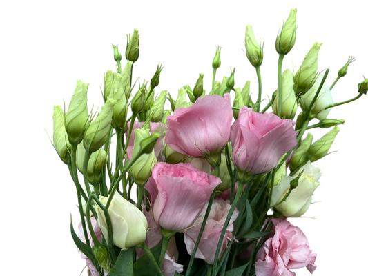 Lisianthus