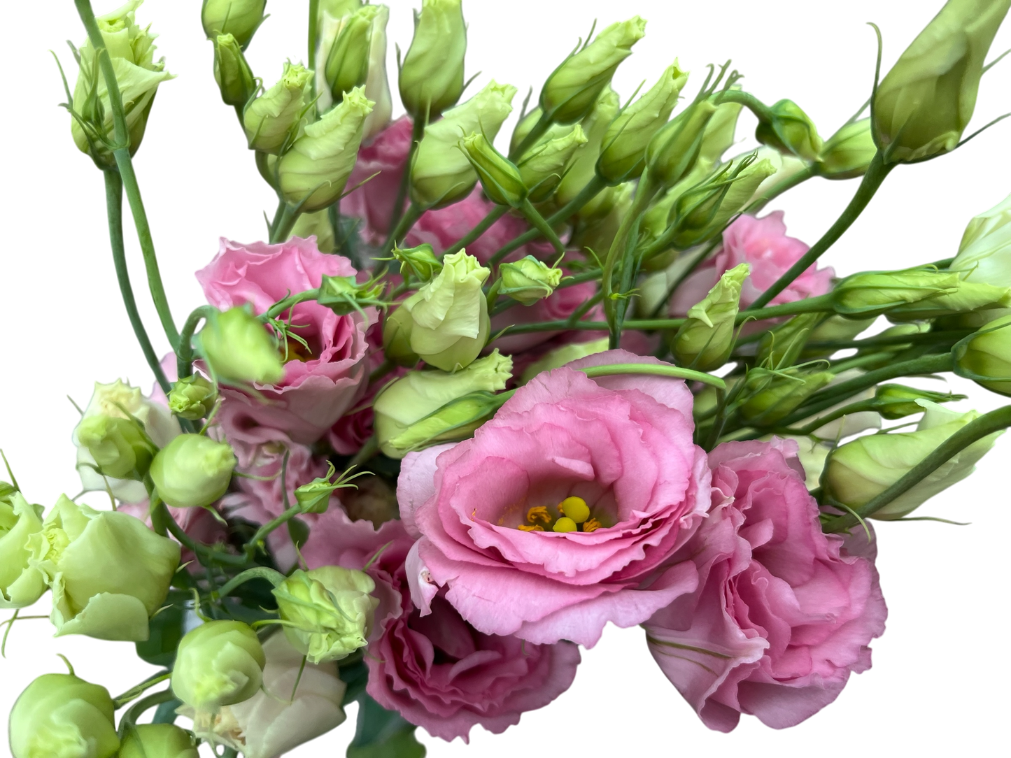 Lisianthus