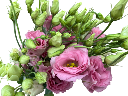 Lisianthus